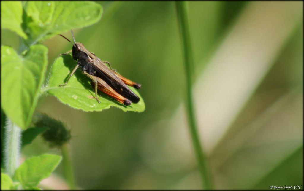 Omocestus rufipes